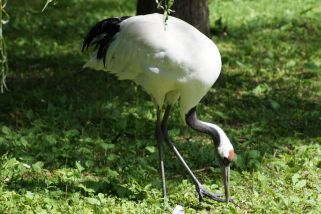 Grus japonensis - Mandschurenkranich (Rotkronenkranich, Japankranich)